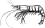 Garnele Grafik