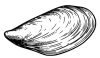Miesmuschel Grafik